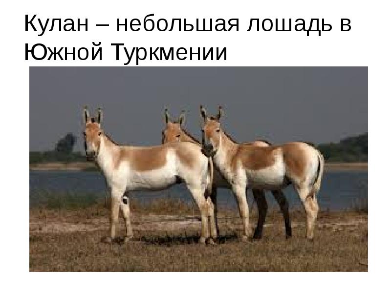 Дикий осел азии 5. Дикий осел Кулан. Кулан (Equus hemionus). Туркменский Кулан. Кулан казахстанский.