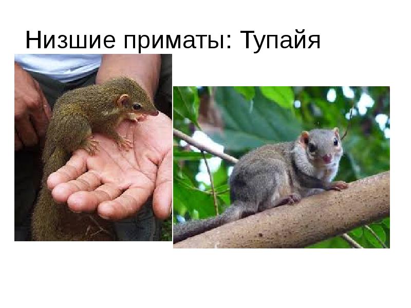 Тупайя чем питается