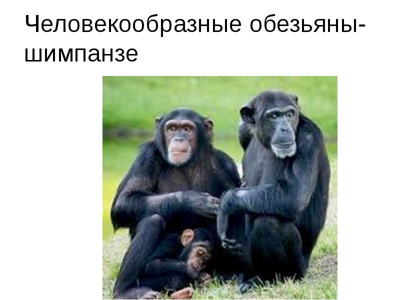 Образ жизни человекообразных обезьян
