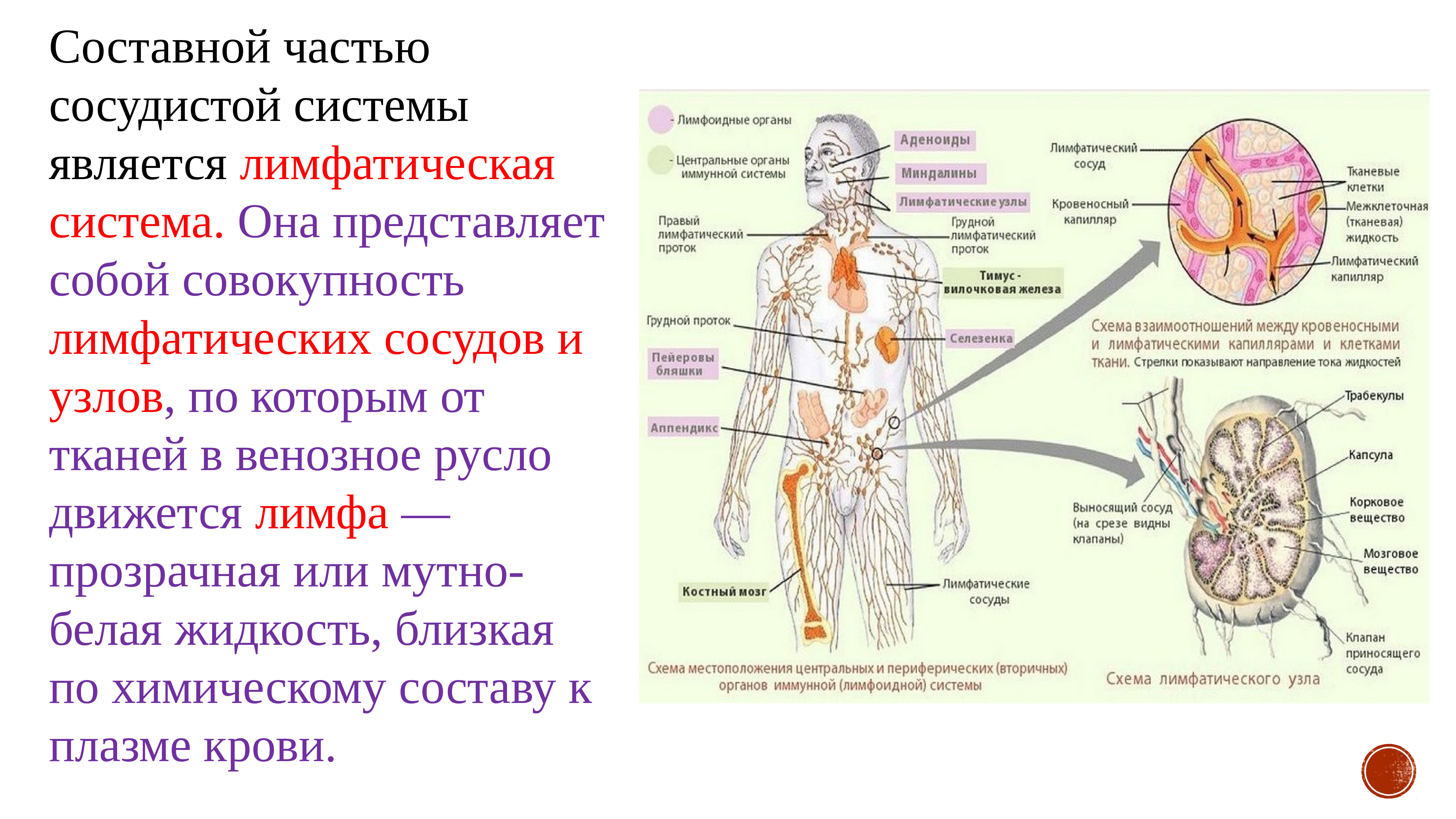 Лимфатическая система общий план строения анатомия