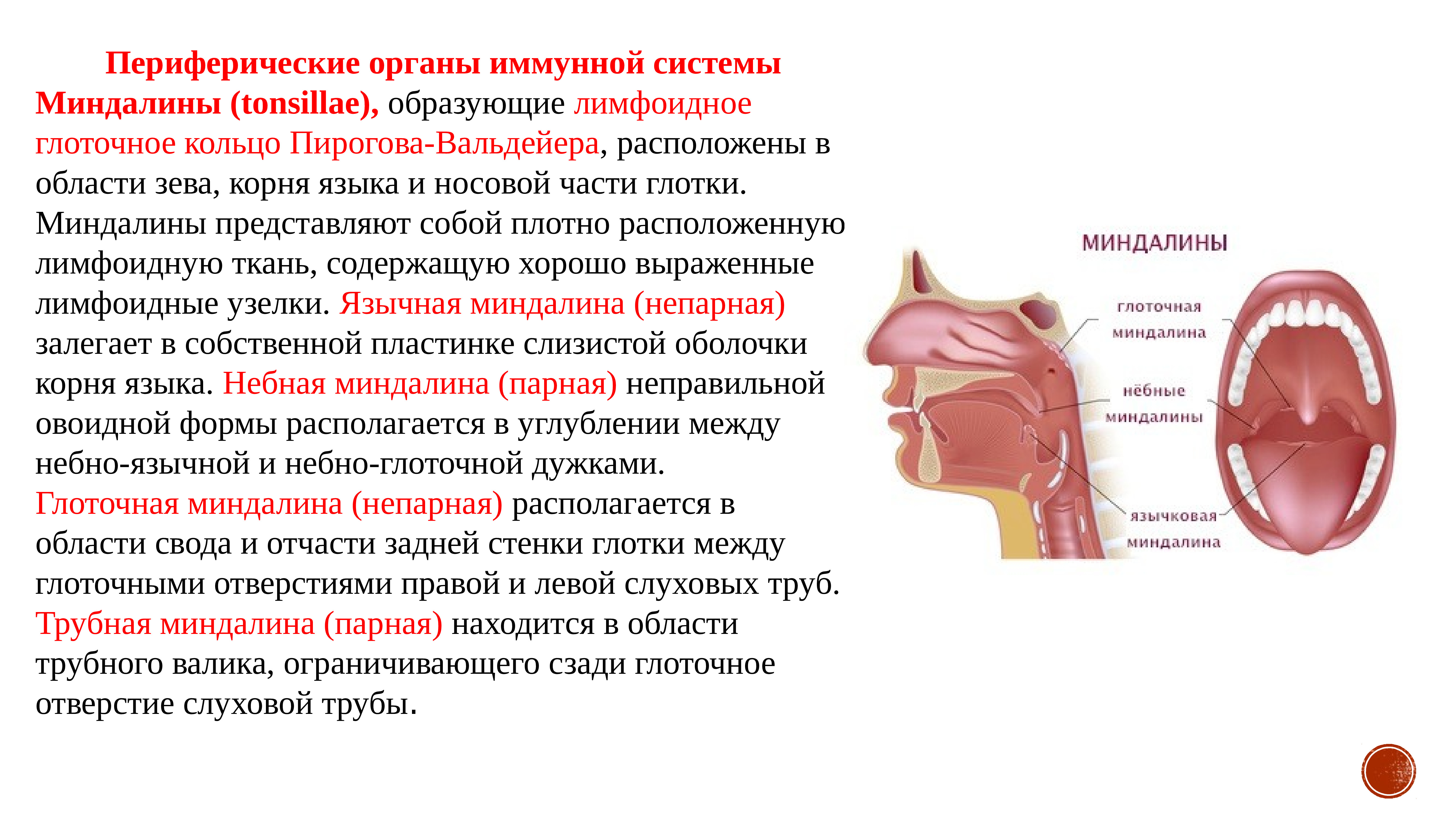 Миндалины глоточного кольца анатомия
