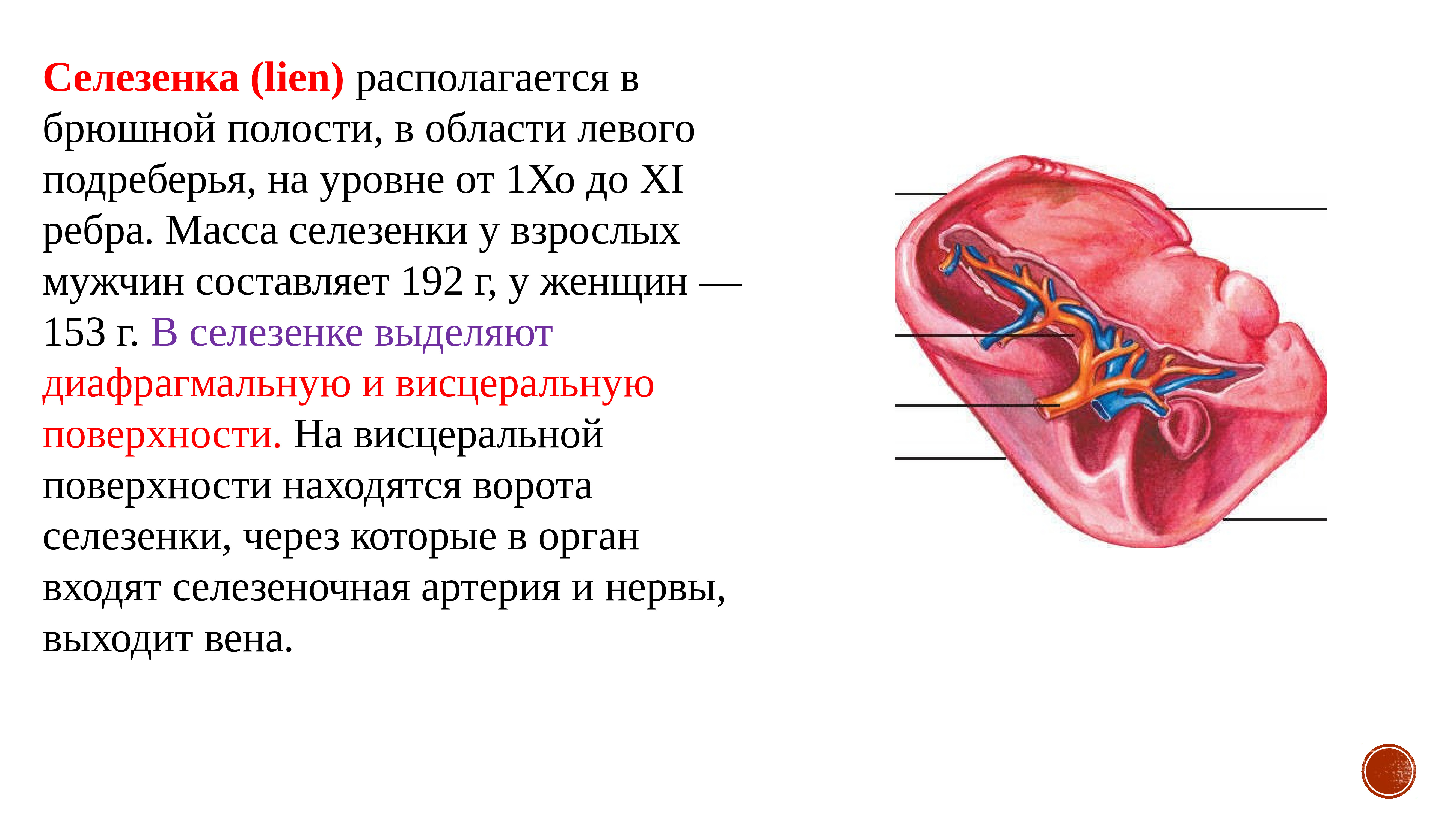 Селезенка это орган. Строение селезенки. Селезенка анатомия. Ворота селезенки. Поверхности селезенки анатомия.