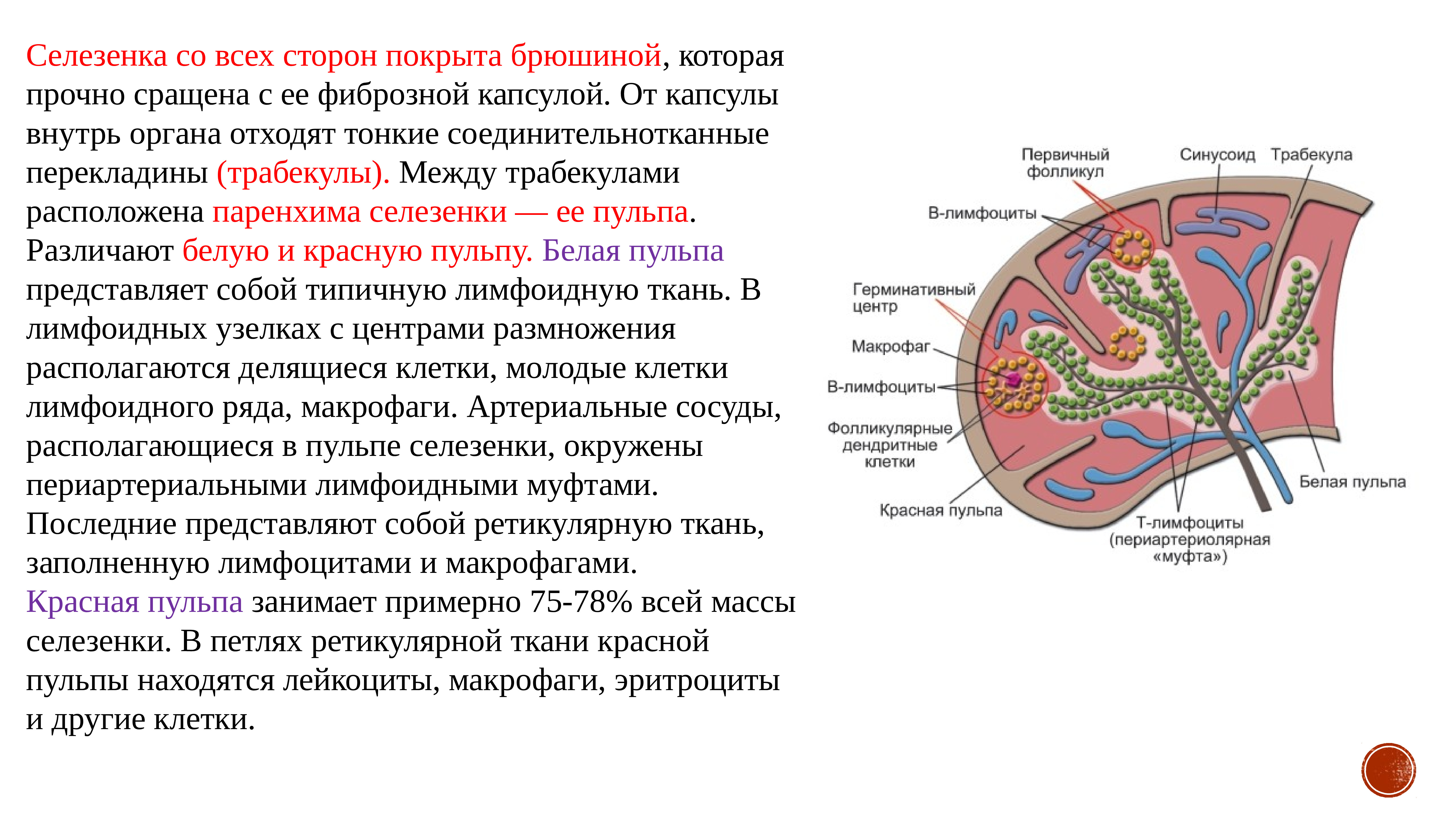 Селезенка лимфоциты