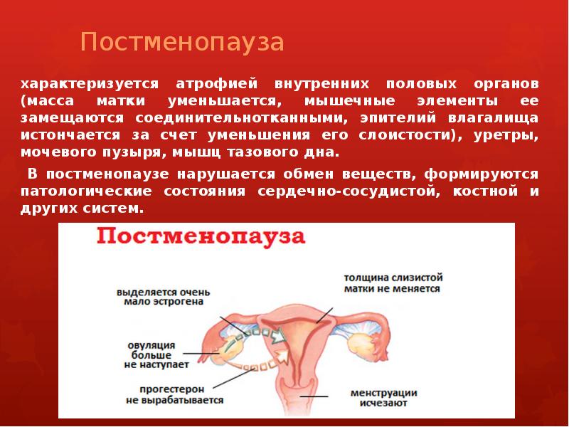 Постменопауза характеризуется атрофией внутренних половых органов (масса матки уменьшается, мышечные элементы