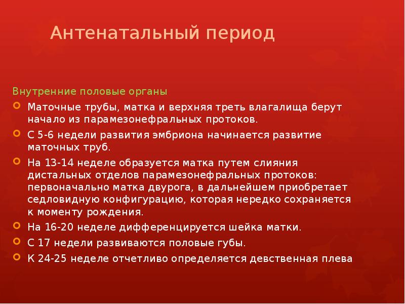 Антенатальный период Внутренние половые органы Маточные трубы, матка и верхняя треть