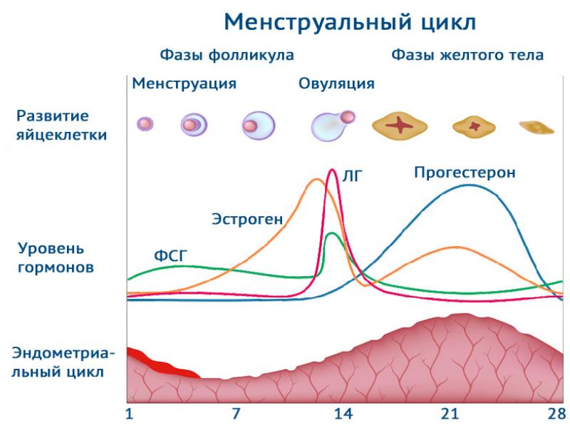 Презентация на тему менструальный цикл