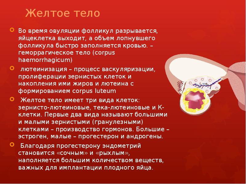 Желтое тело Во время овуляции фолликул разрывается, яйцеклетка выходит, а объем
