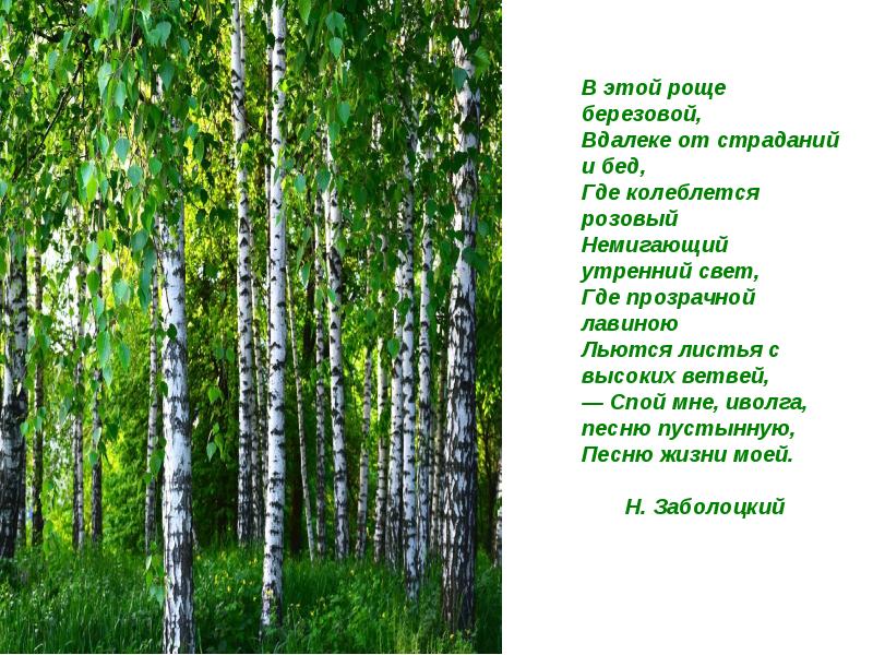 Спой мне иволга песню. Заболоцкий Березовая роща. В этой роще березовой Заболоцкий. Стихотворение Заболоцкого в этой роще березовой. Березовая роща Тутаев.