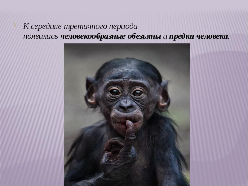 Образ жизни человекообразных обезьян. Человекообразные обезьяны. Проект большие человекообразные обезьяны. Третичный период приматы. Человекообразные обезьяны Эра.