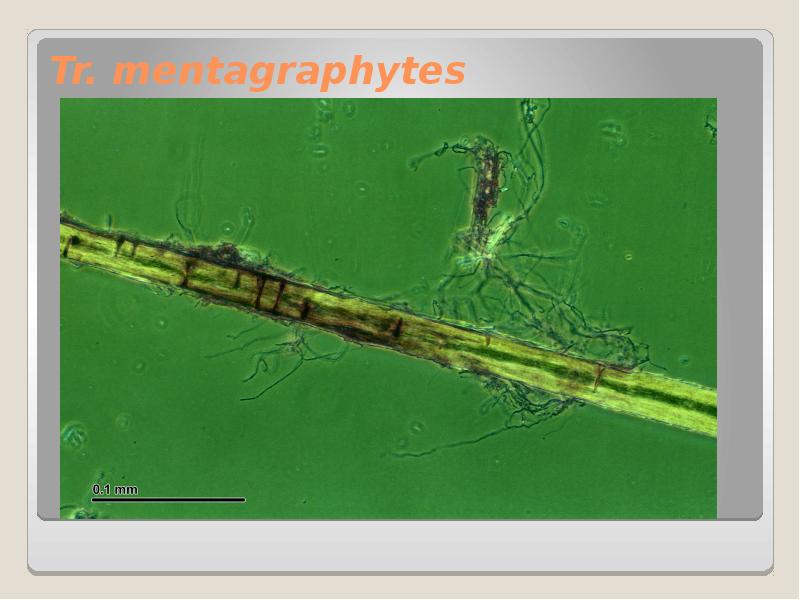 Tr. mentagraphytes Tr. mentagraphytes