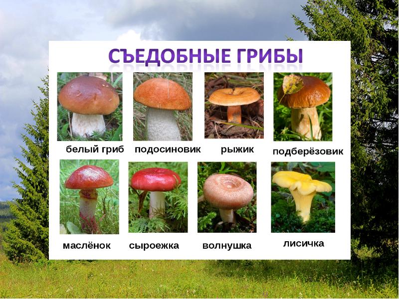 Грибы вы знаете какие съедобные. Съедобные и несъедобные грибы картинки с названиями. Название съедобных грибов и несъедобных грибов. Съедобные грибы и несъедобные грибы названия. Грибы съедобные и несъедобные с названиями и описанием.