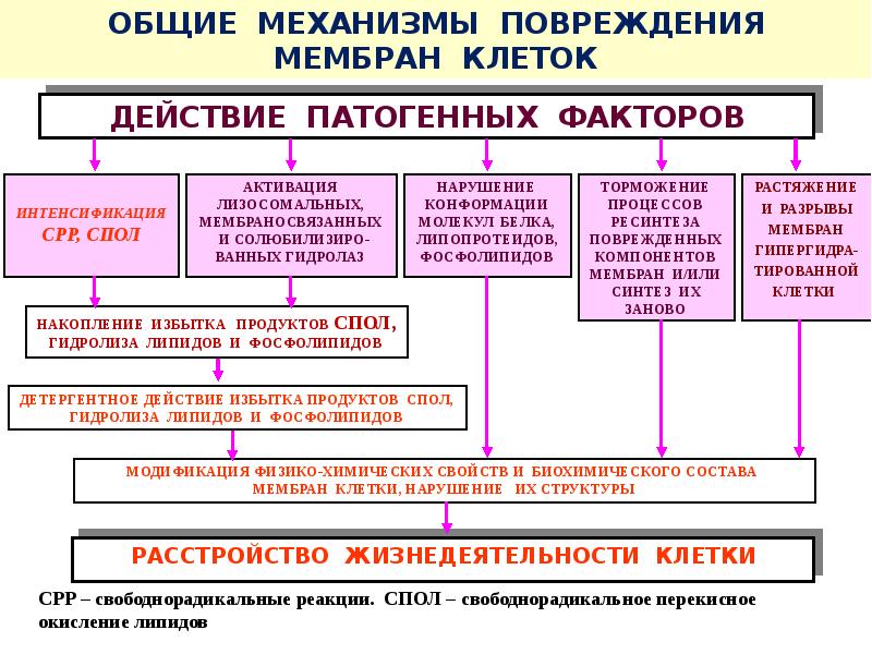 Повреждение клетки патофизиология презентация