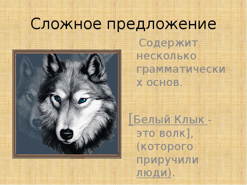 Белый клык 5 класс. Сложносочиненное предложение в книге белый клык. Здравствуй волк какое это предложение. Тест по литературе 5 класс белый клык.