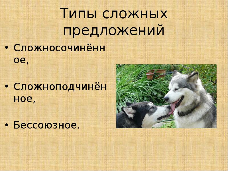 Волк предложение. Наиболее напряженной является борьба за существование. Формой борьбы за существование является. Формы борьба за существование самая напряженная. Борьба за существование внутривидовая межвидовая.