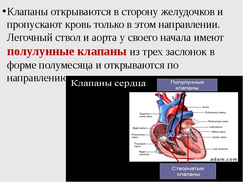 Открой клапан. Основы гемодинамики. Легочный ствол норма. Диаметр легочного ствола в норме. В основании аорты и легочного ствола расположены клапаны.