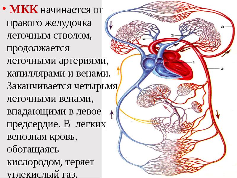 Легочный ствол выходит из