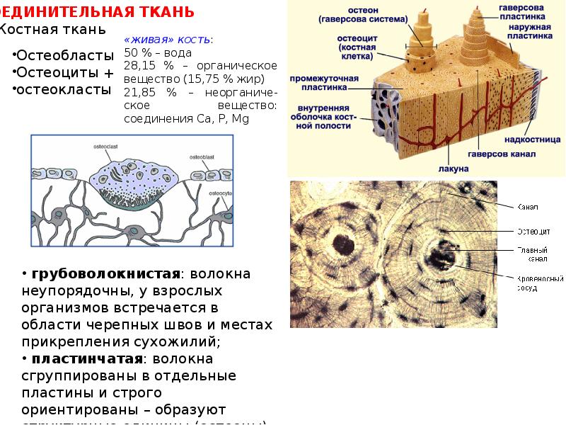 Костная ткань схема