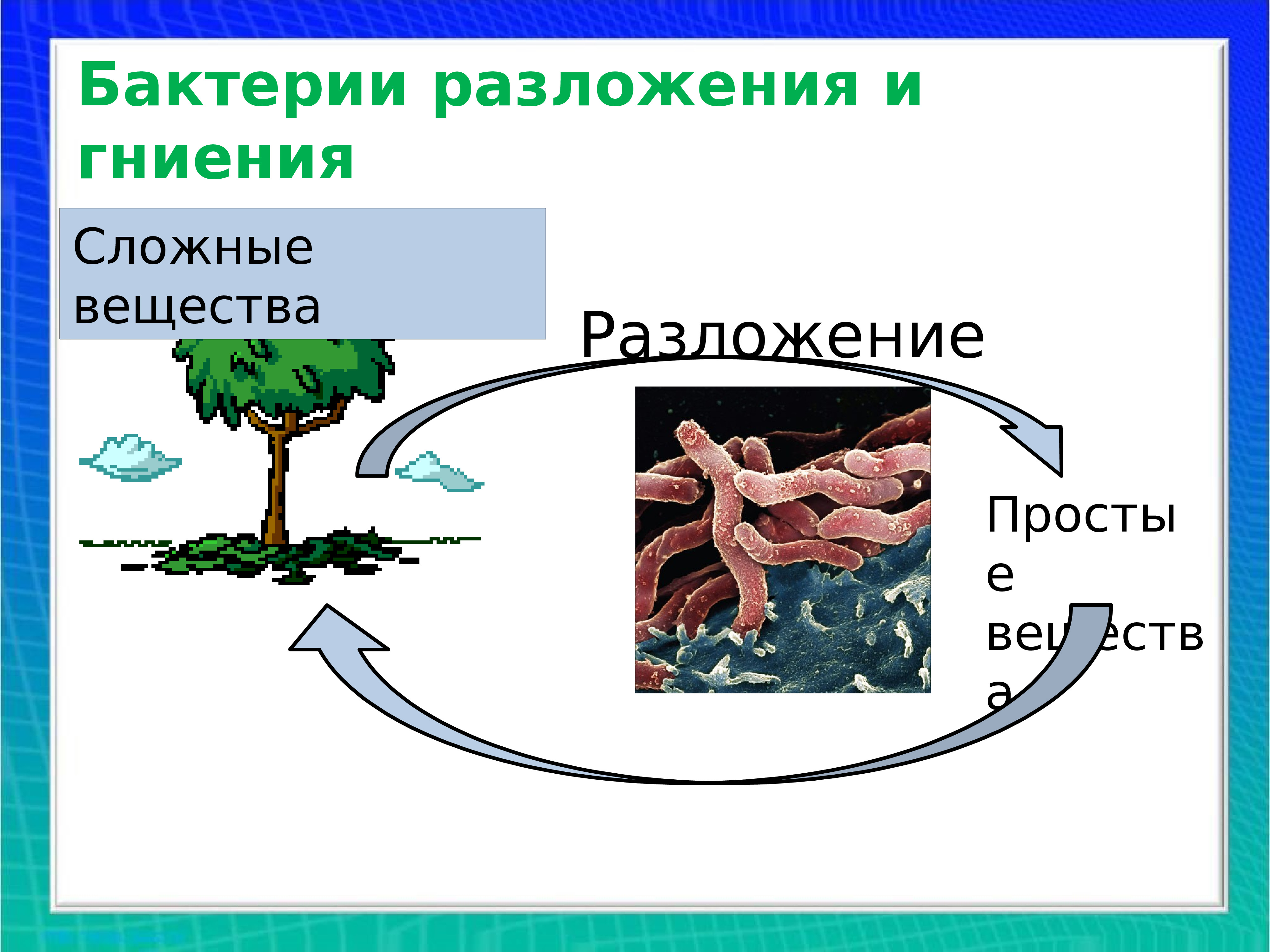 Полезные бактерии в природе. Роль бактерий. Схема бактерий в природе и жизни человека.