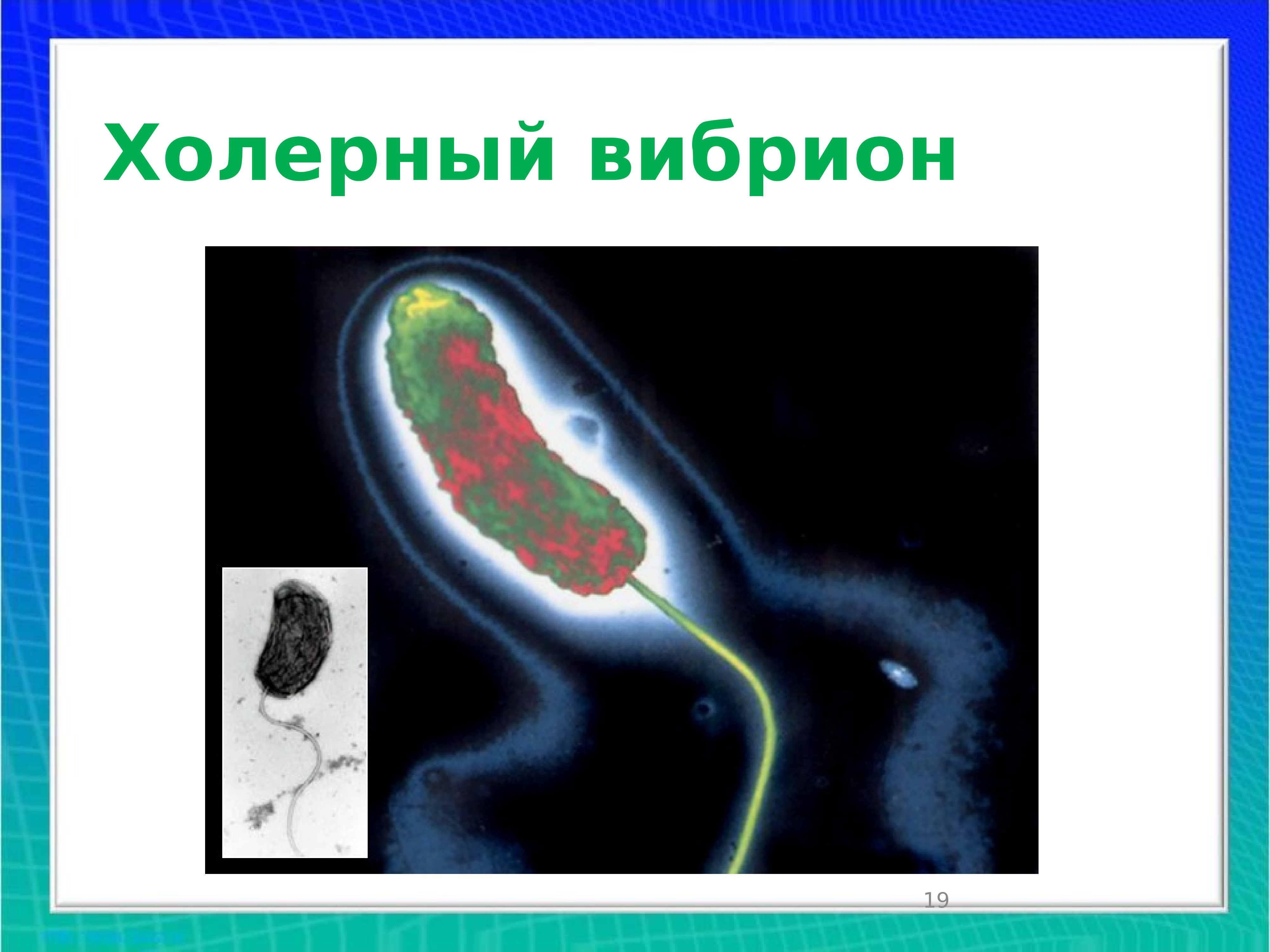 Общая характеристика бактерий 7 класс презентация