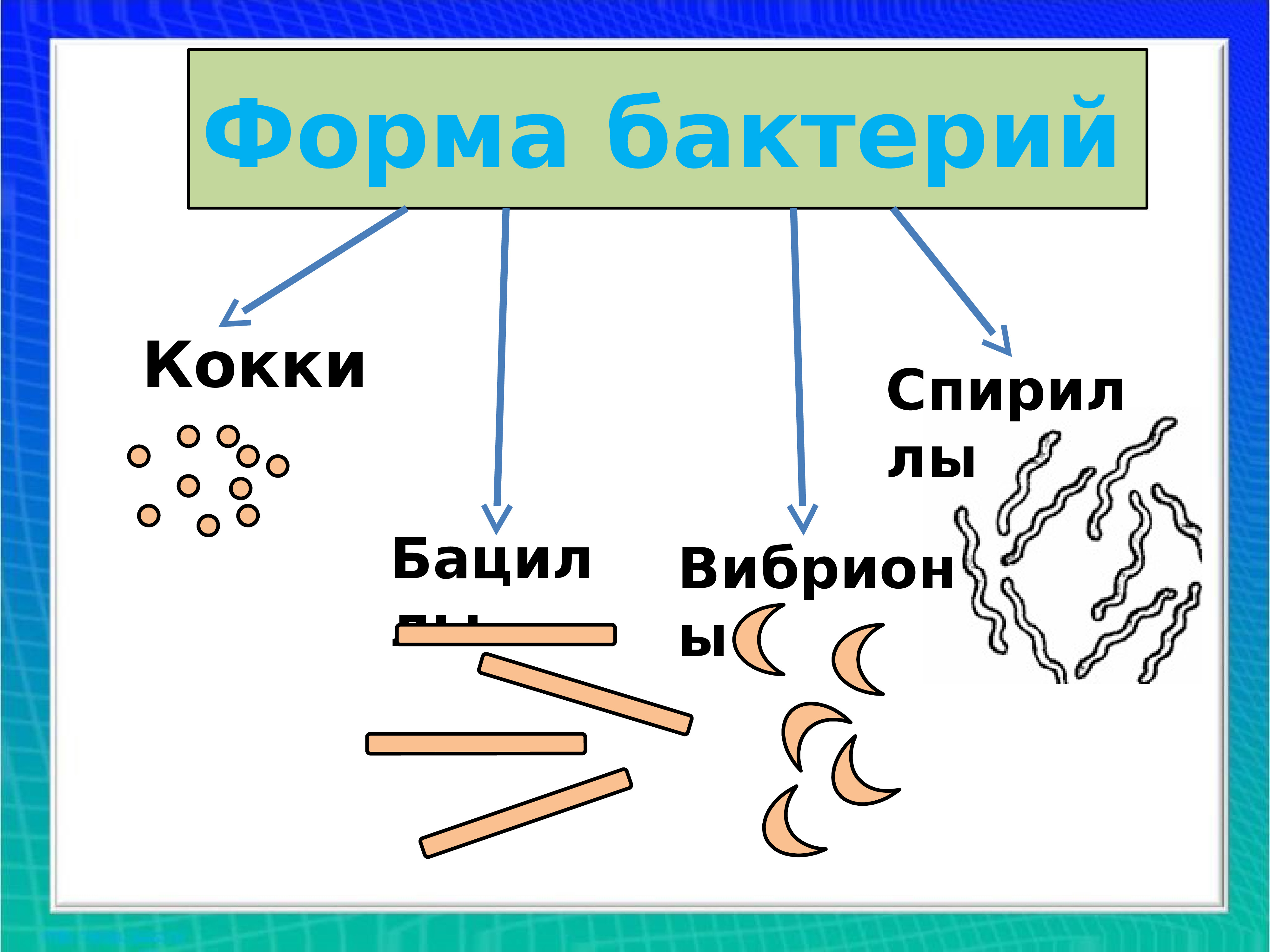 Биология значение бактерий