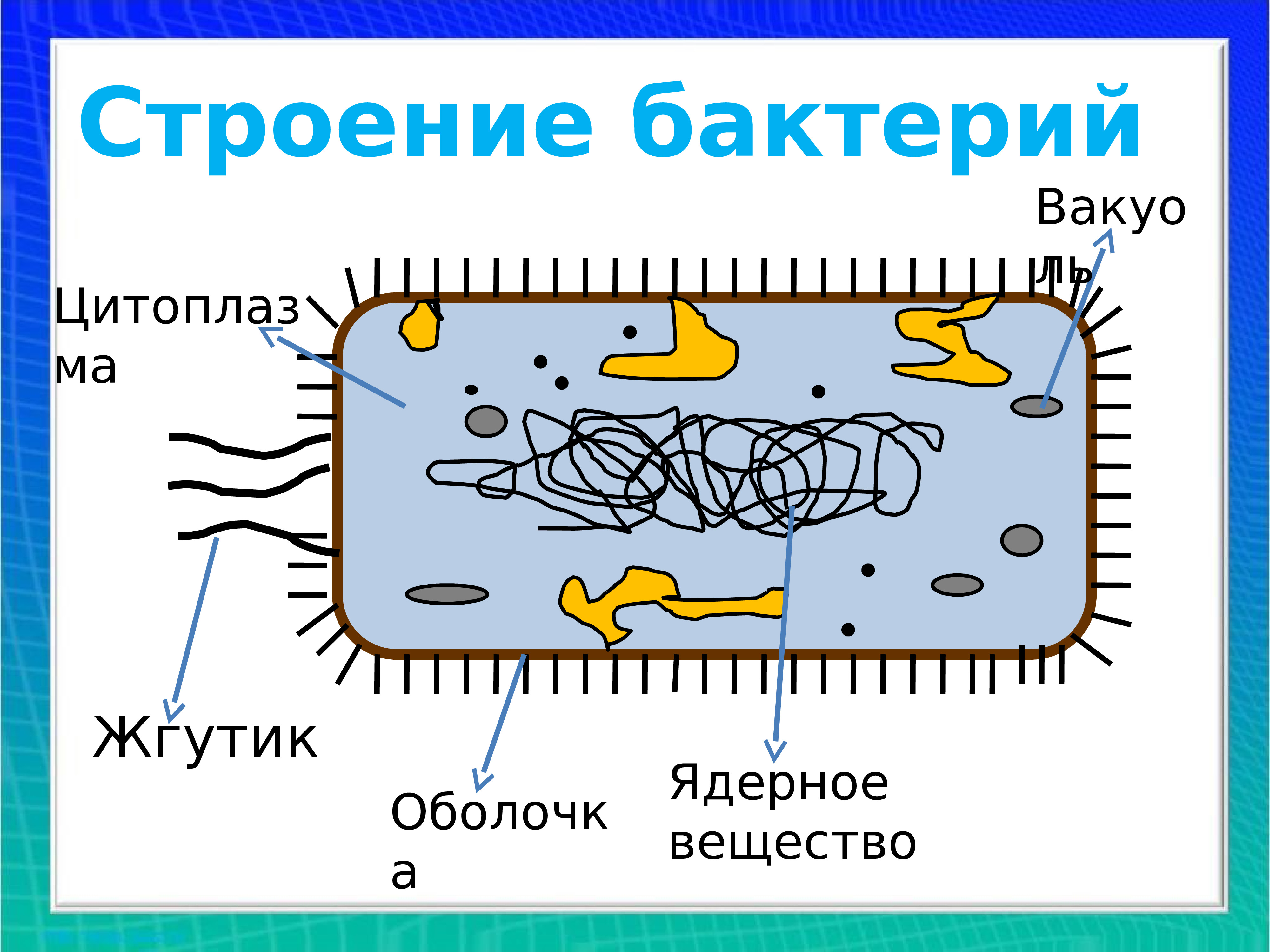 Общая характеристика бактерий 7 класс биология презентация