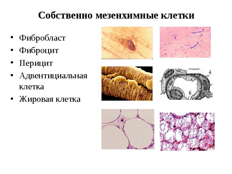 Адвентициальные клетки рисунок