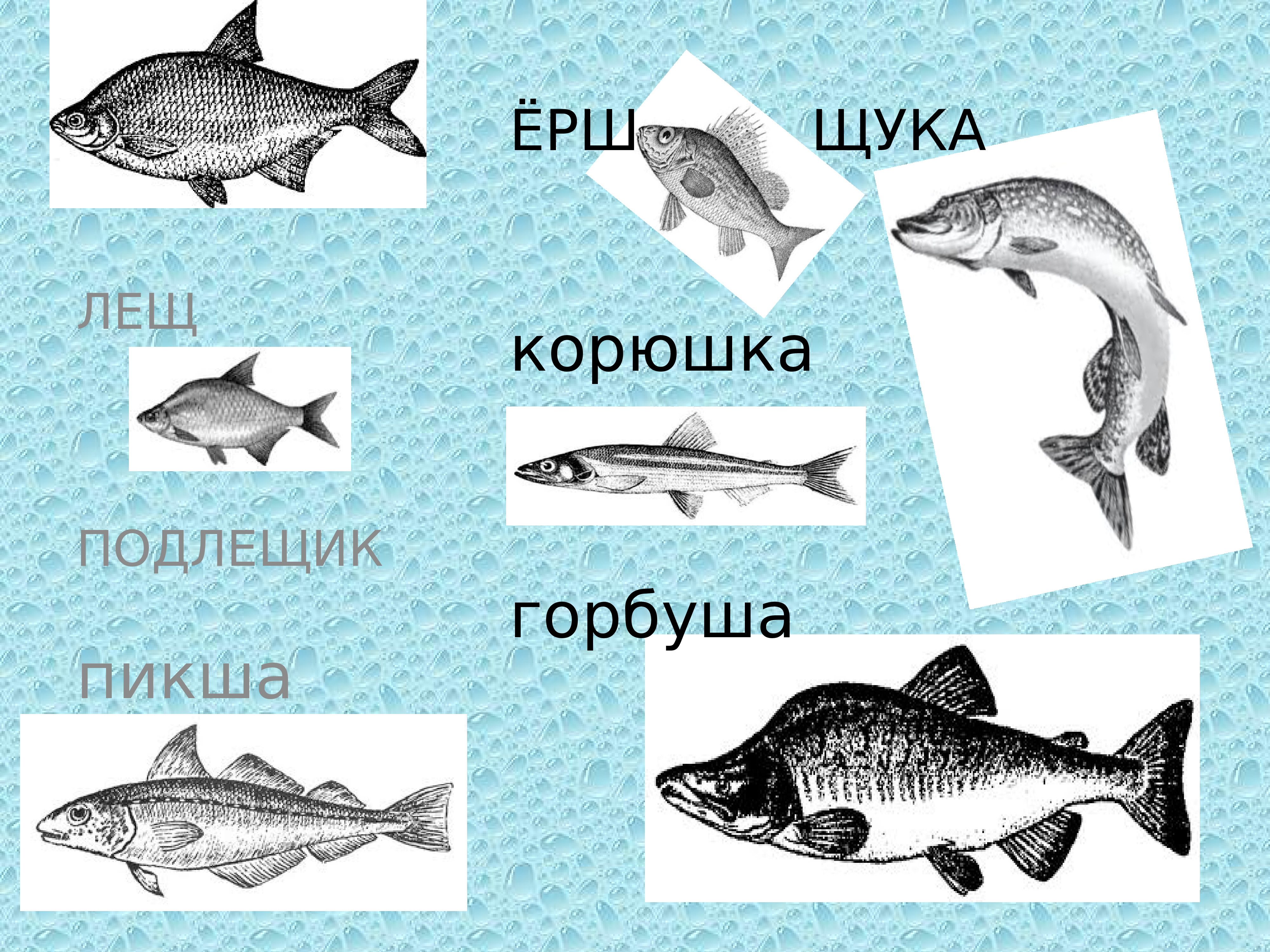 Рыба на букву н 4 буквы. Названия рыб на щ. Рыба на букву щ. Рыба со звуком щ. Рыба на букву с.