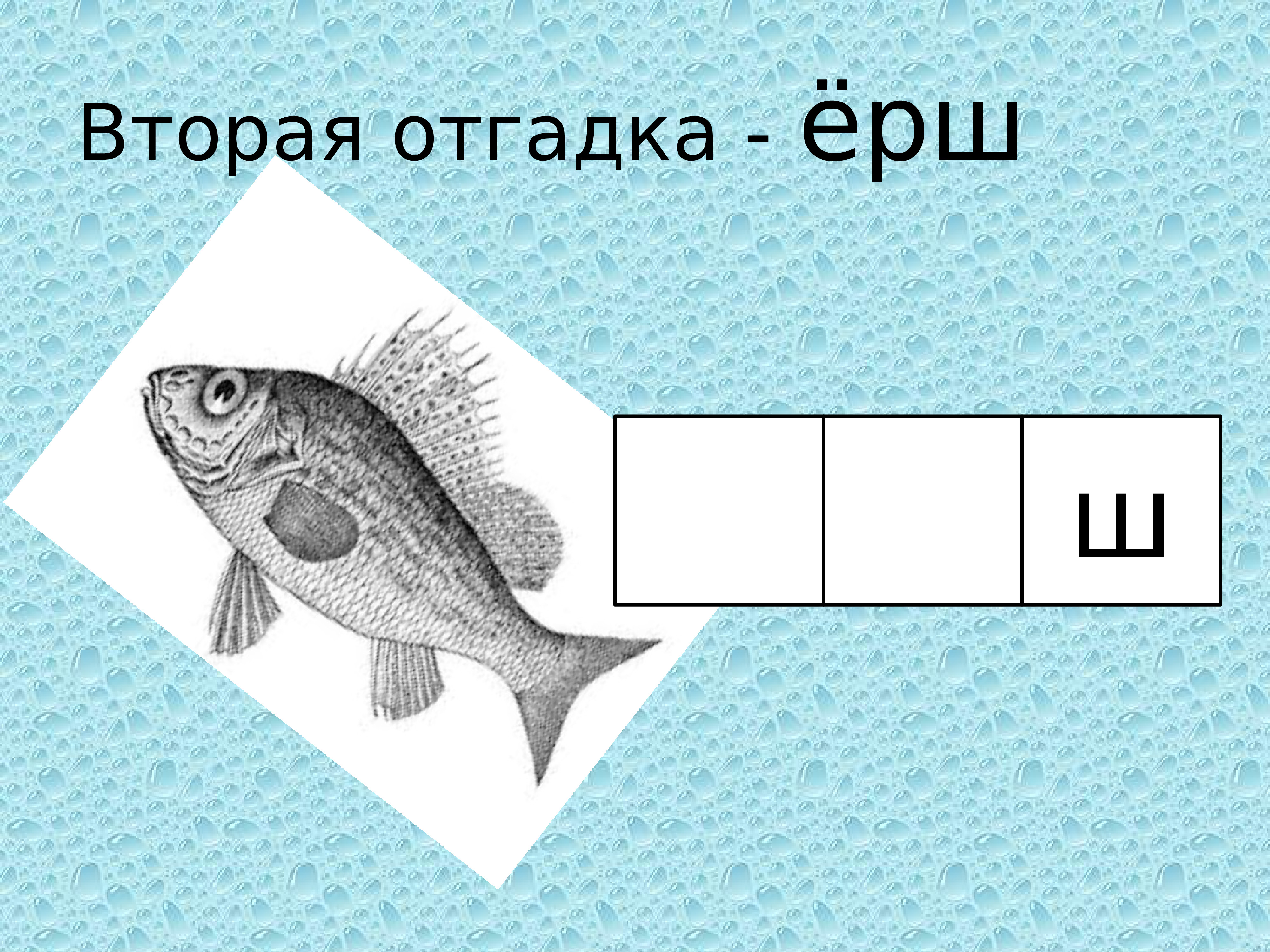 Загадки на букву щ. Рыба на букву щ. Огадки 2 места.