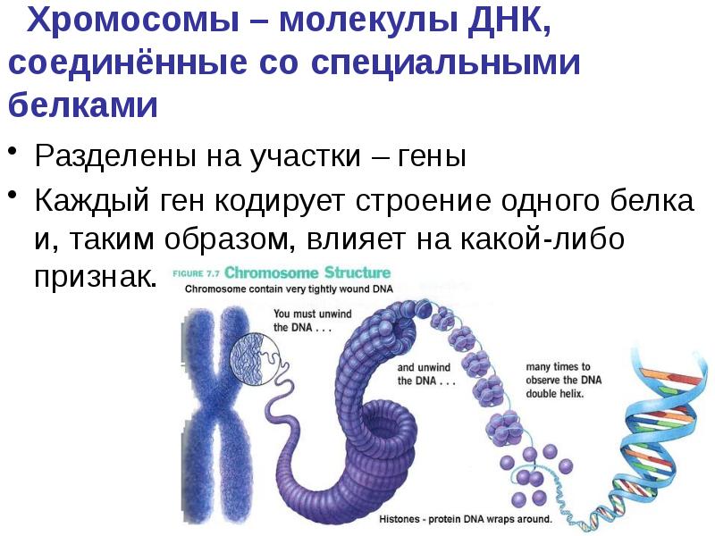 Молекулы днк находится в хромосомах. Гены и хромосомы. ДНК И хромосомы. Строение ДНК И хромосом. ДНК хромосомы гены.