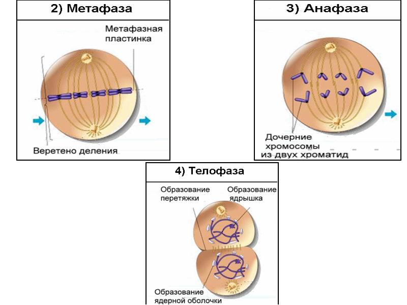 Презентация по теме деление клетки митоз 10 класс