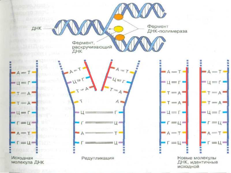Редупликация днк последовательность. Редупликация ДНК. Удвоение ДНК редупликация. Схема редупликации ДНК. Редупликация молекулы ДНК это процесс.