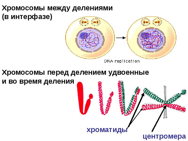 Интерфаза хромосомы. Хромосомы в интерфазе. Состояние хромосом в интерфазе. Структура хромосом в интерфазе и митозе. Хромосома в период между делением клетки.