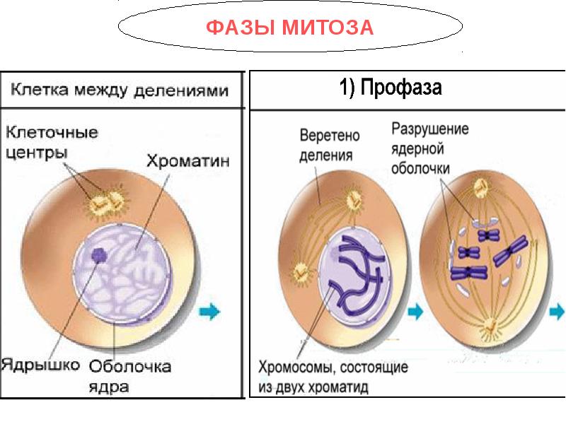 Презентация по теме деление клетки митоз 10 класс