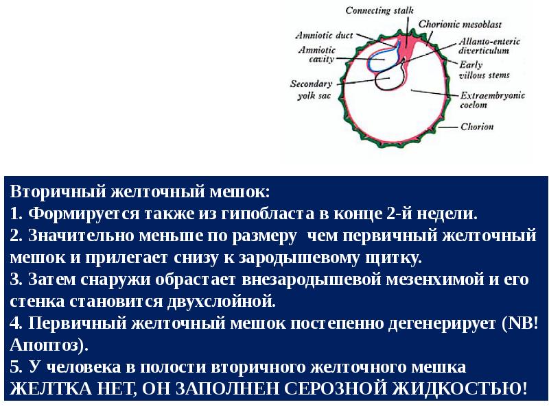 Источники образования стенки желточного мешка у млекопитающих