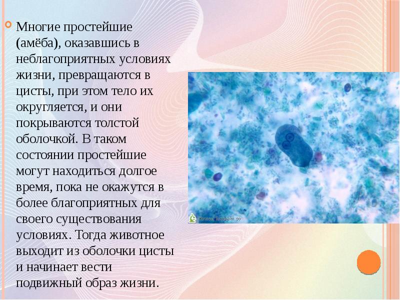 При наступлении неблагоприятных условий амеба. Амеба при неблагоприятных условиях. Амеба приспособление к неблагоприятным условиям. Приспособление простейших к неблагоприятным условиям. Адаптации простейших к неблагоприятным условиям.