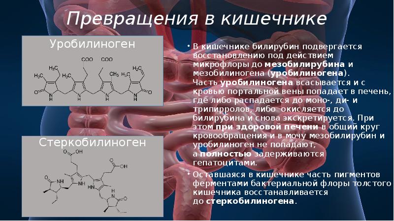 Уробилиноген в кале положительный что это