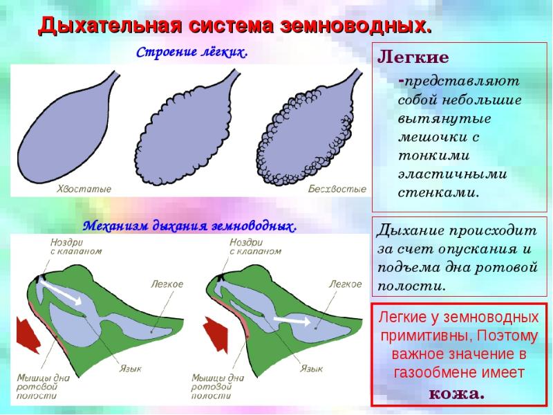 Схема дыхания лягушки