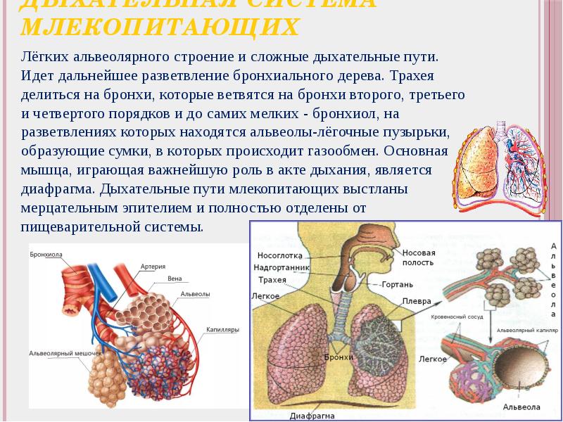 Дыхательная система млекопитающих рисунок