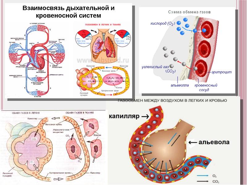 Эволюция дыхательной системы презентация 7 класс