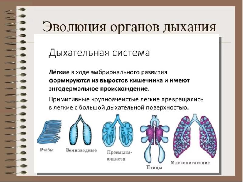 Эволюция дыхательной системы презентация