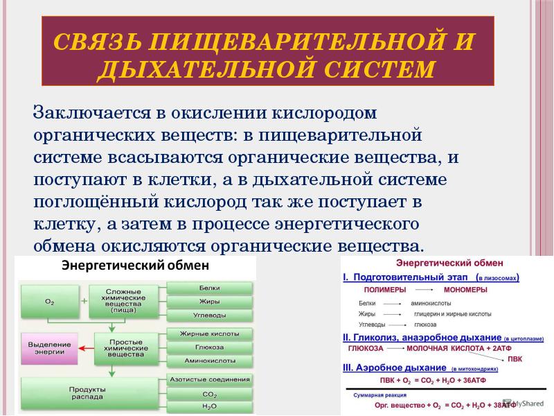 В чем заключается связь кровеносной и дыхательной. Связь пищеварительной и дыхательной систем. Пищеварительная и кровеносная взаимосвязь. Взаимосвязь пищеварительной и дыхательной системы. Взаимосвязь пищеварительной и кровеносной системы.