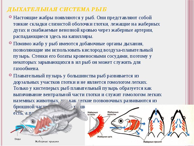 Дыхание рыб схема