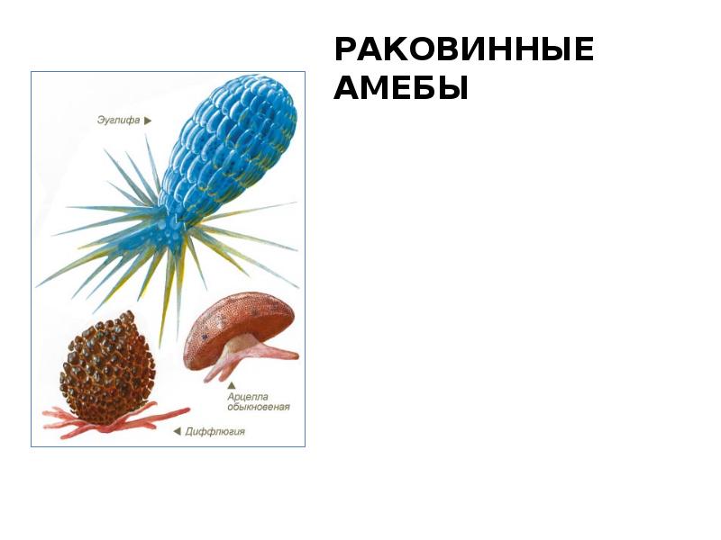 Раковинная амеба рисунок