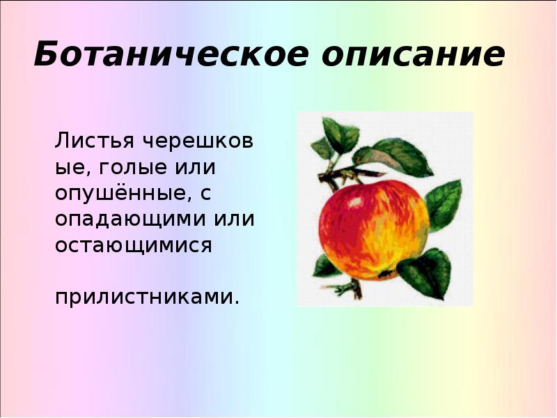 Яблоня описание лист