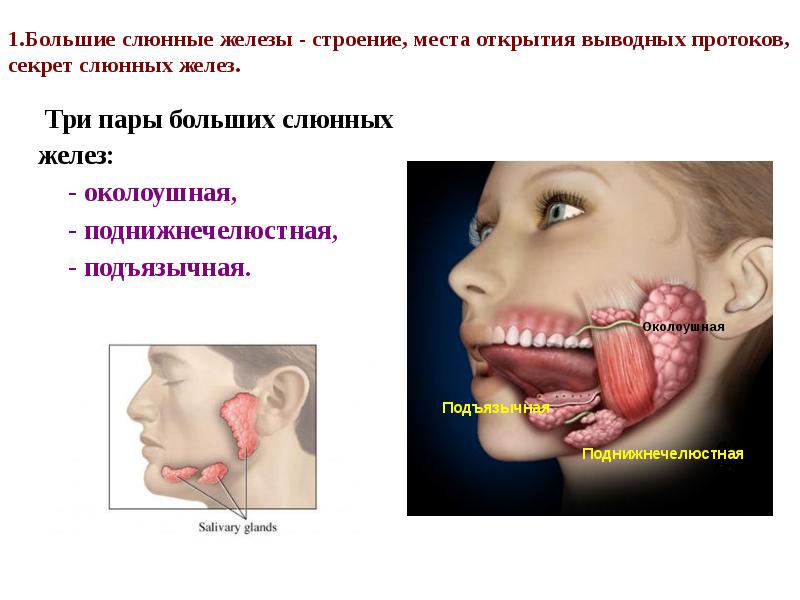 1.Большие слюнные железы - строение, места открытия выводных протоков, секрет слюнных