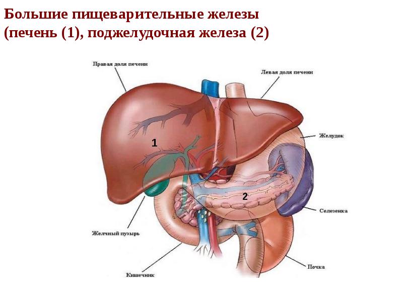 Большие пищеварительные железы  (печень (1), поджелудочная железа (2)