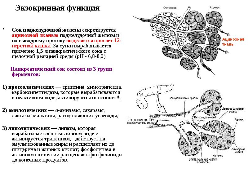 Экзокринная функция Сок поджелудочной железы секретируется ацинозной тканью поджелудочной железы и