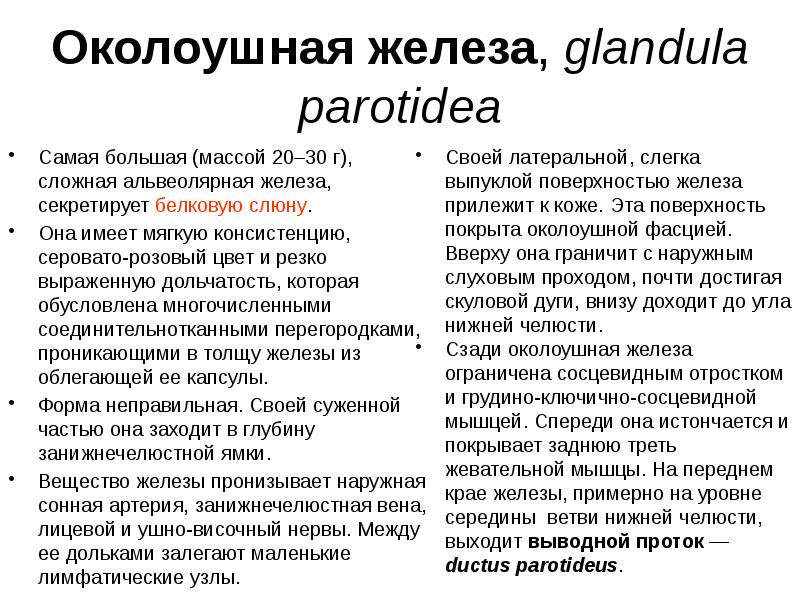 Околоушная железа, glandula parotidea Самая большая (массой 20–30 г), сложная альвеолярная
