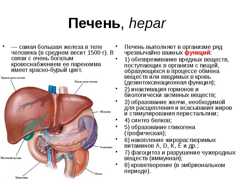 Печень стенки