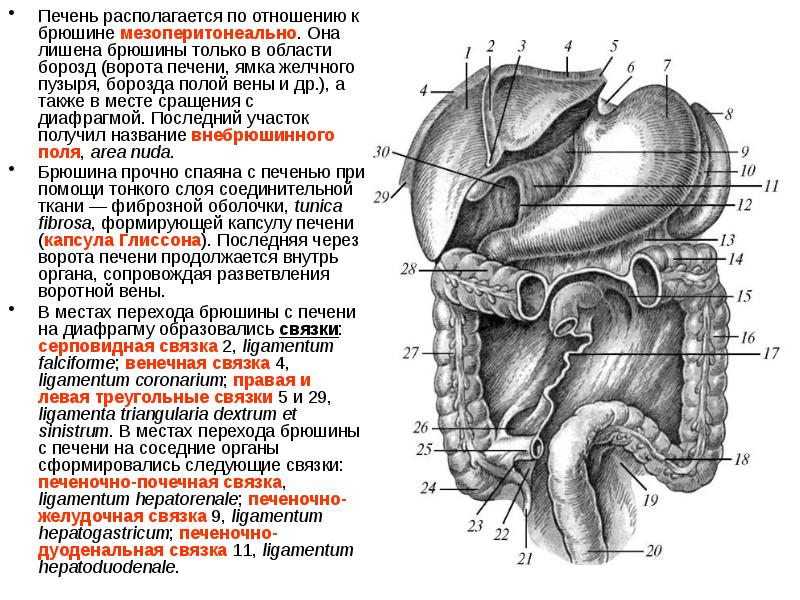 Анатомия брюшины. Строение брюшины и брюшной полости. Строение листков брюшины. Брюшина анатомия человека атлас. Полость брюшины анатомия.